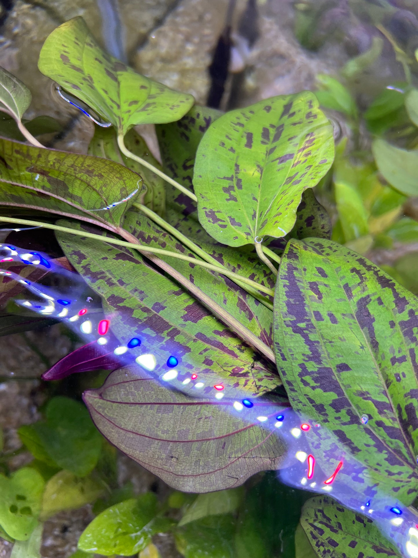 Echinodorus “Stardust”