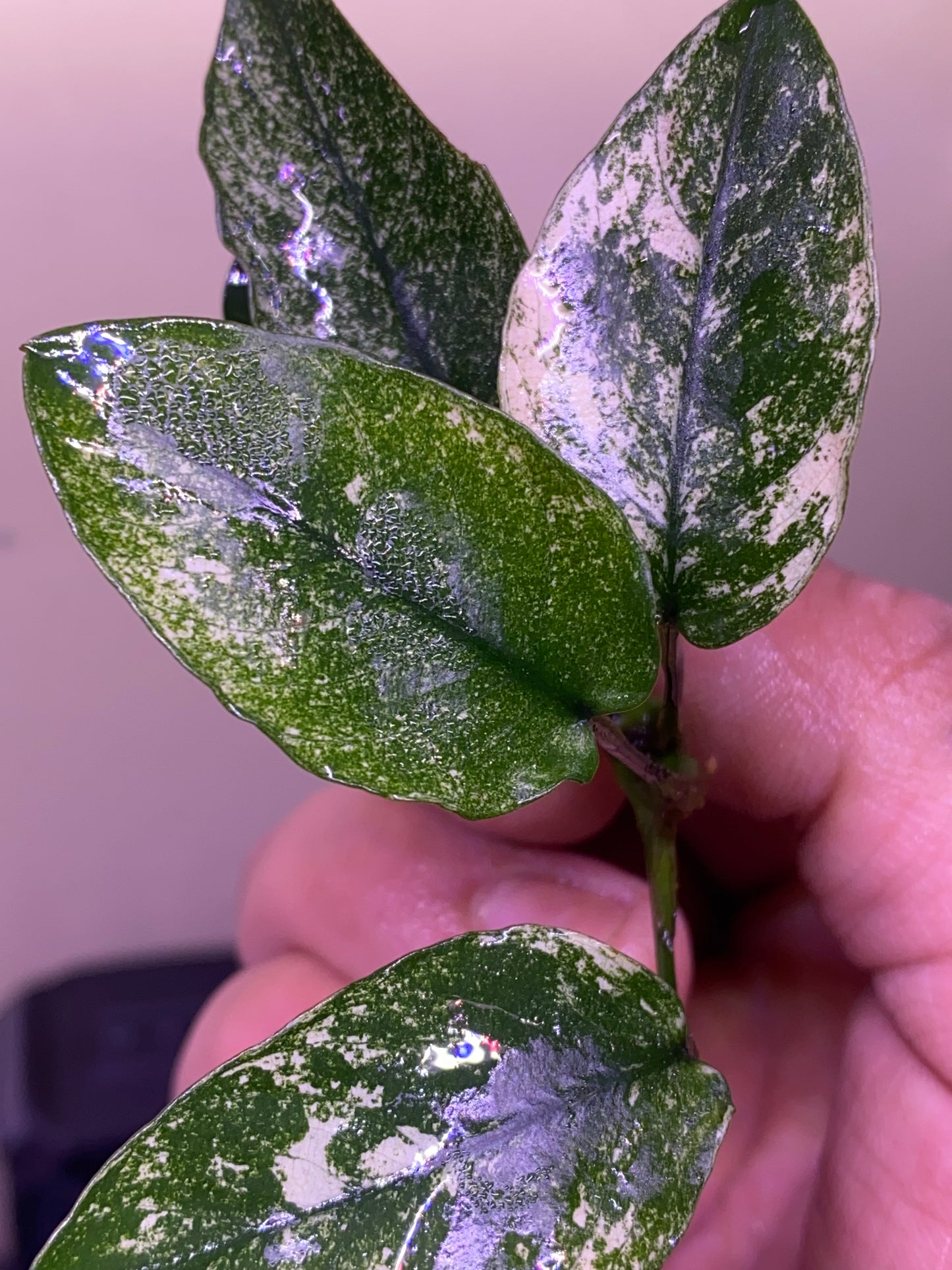 Anubias nana “Pinto”