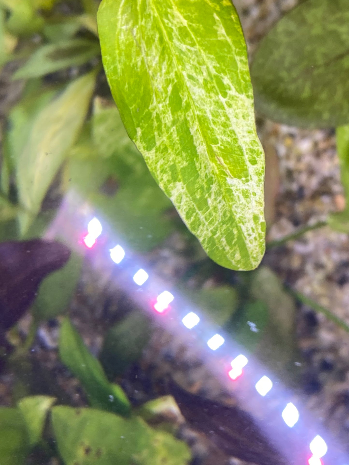 Marble Queen Sword