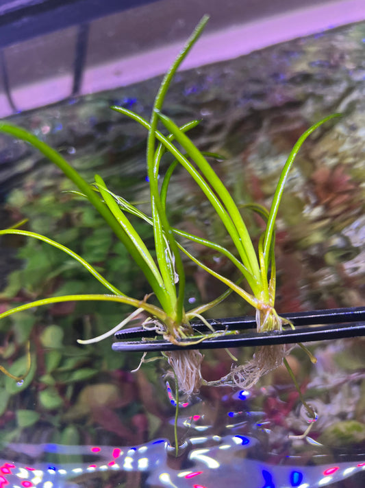 Littorella uniflora