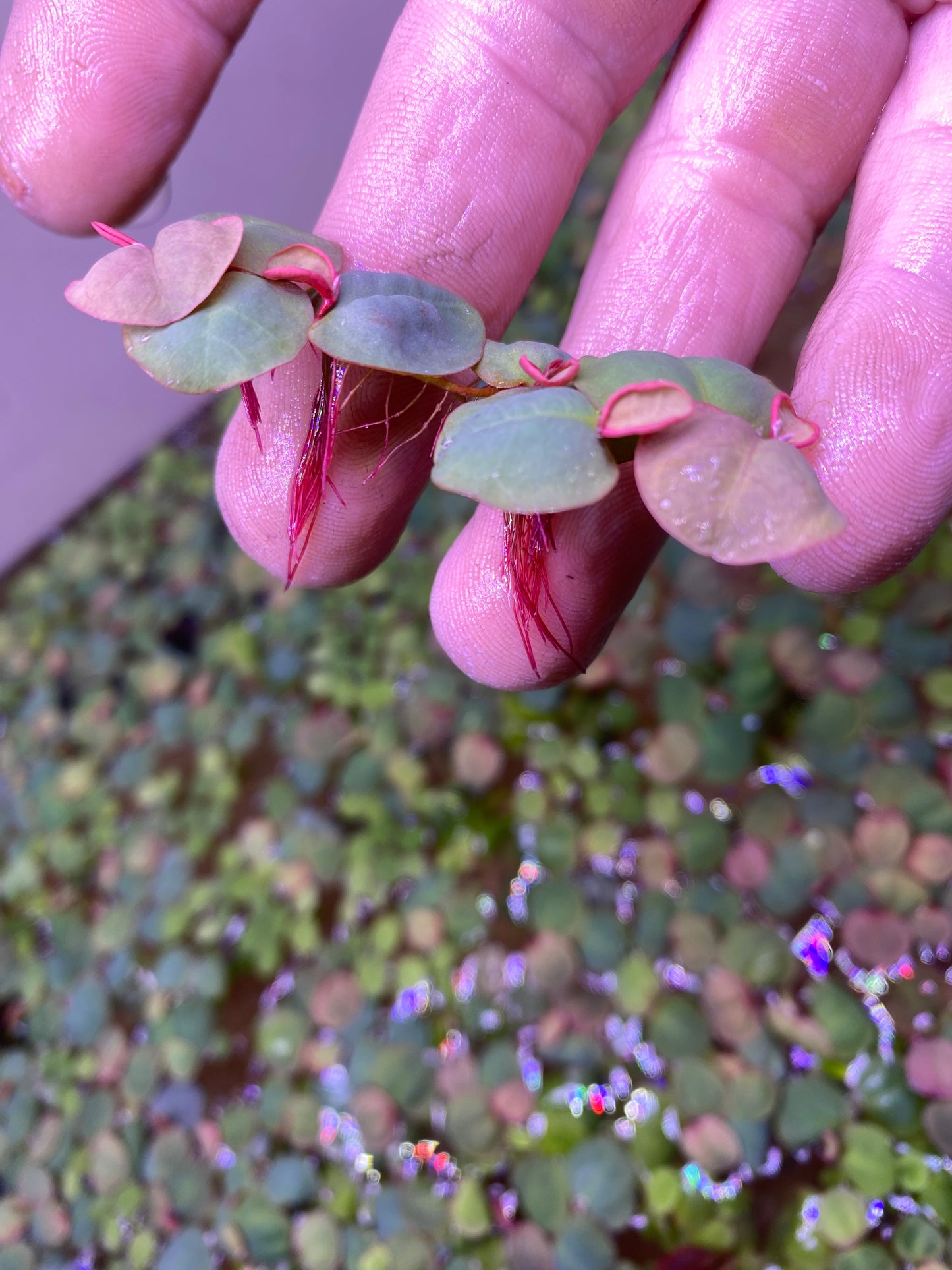 Red Root Floaters