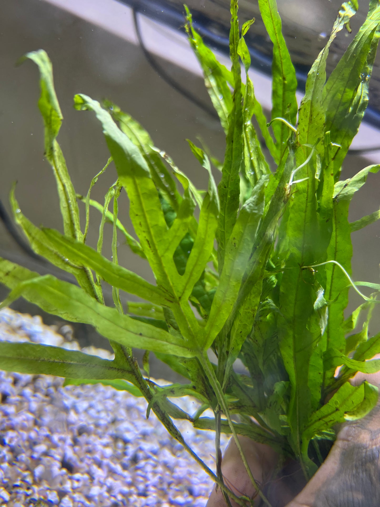 Trident fern