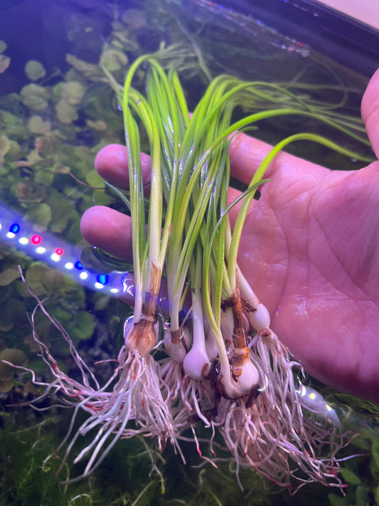 Crinum thaianum(Onion Plant)