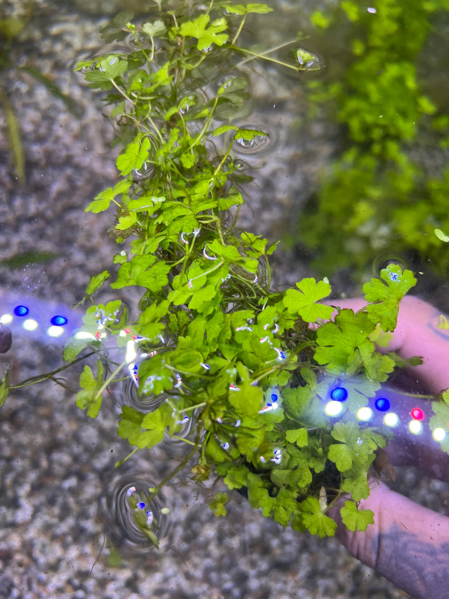 Hydrocotyle japan
