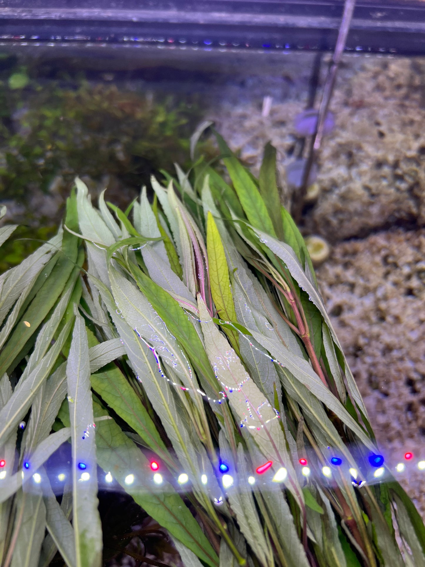 Hygrophilia lacustris