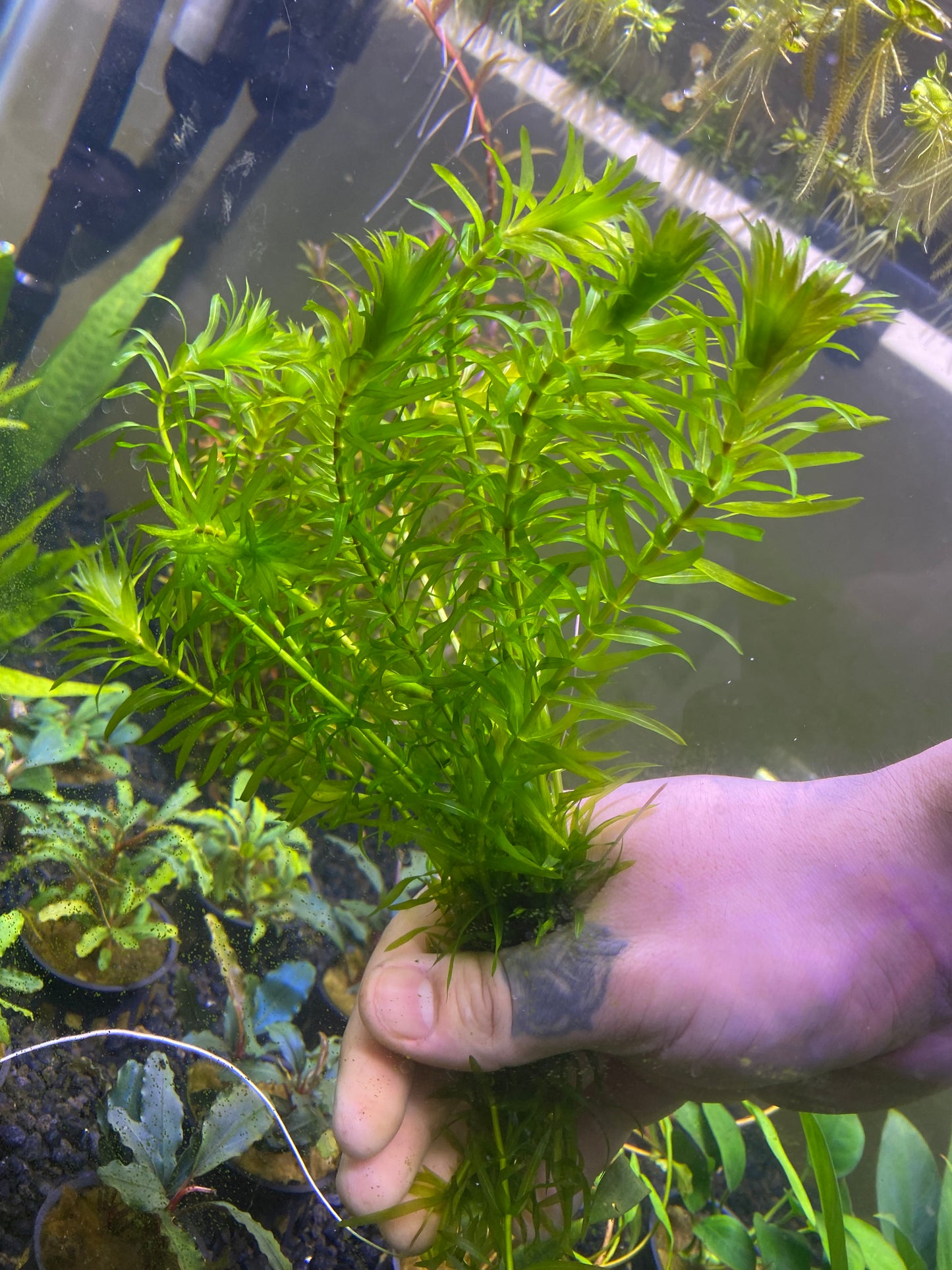 Anacharis Elodea