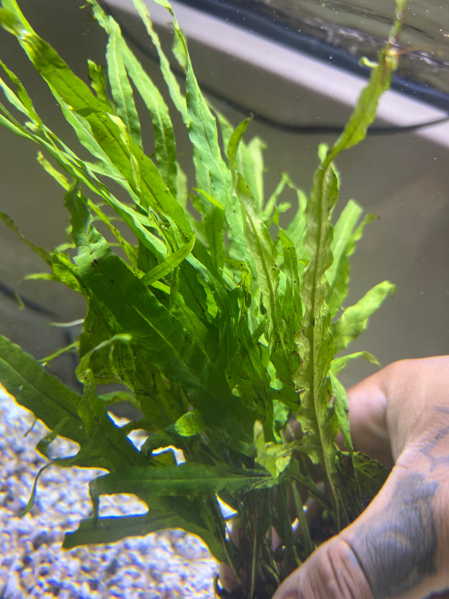 Trident fern
