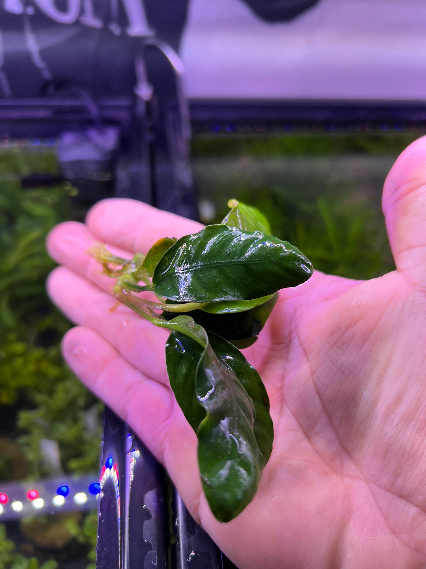 Anubias Coffeefolia