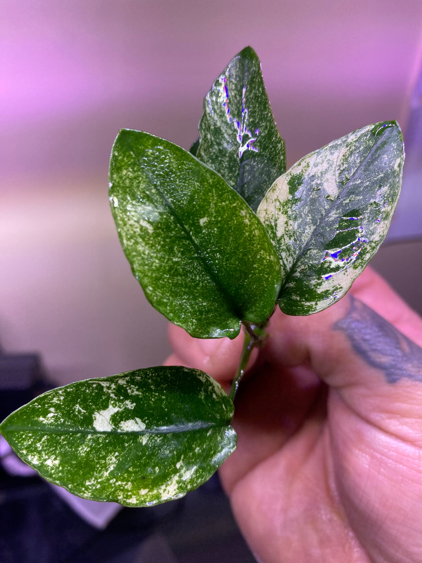 Anubias nana “Pinto”