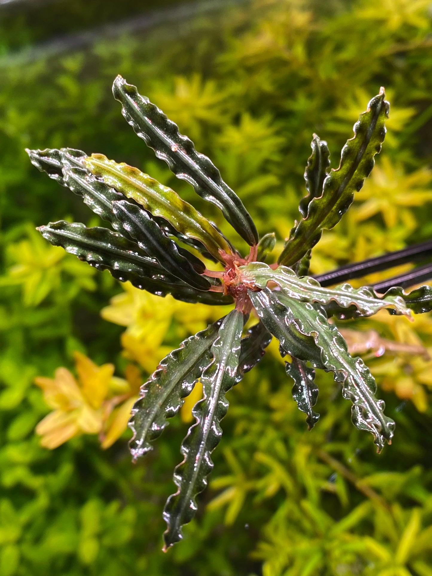 Bucephalandra red velvet