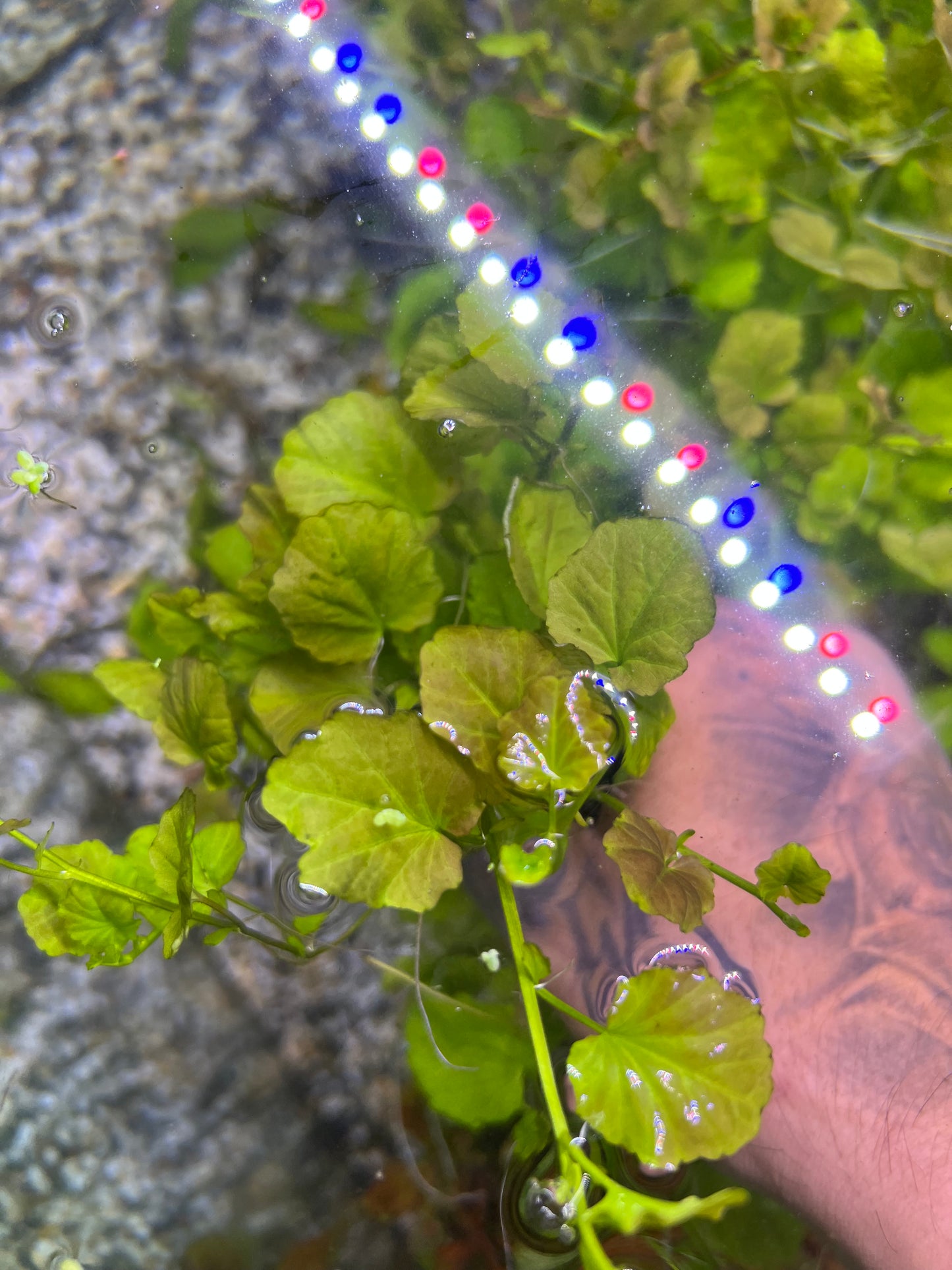 Cardamine Lyrata