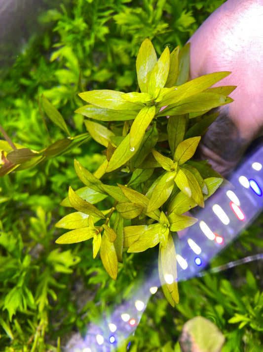 Ludwigia palustris (narrow leaf repens)