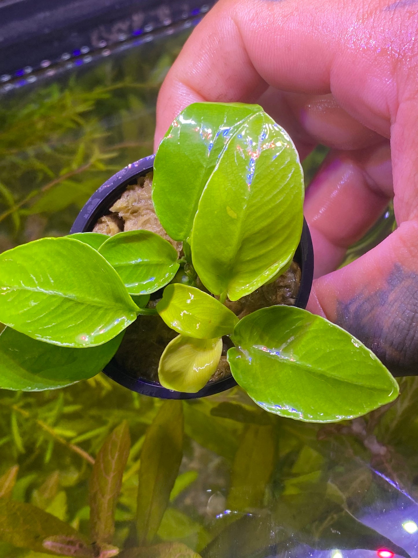 Anubias Gold Coin ‘Nana’