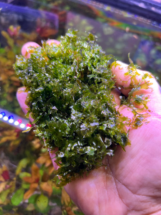 Pellia moss( Monosolenium tenerum)