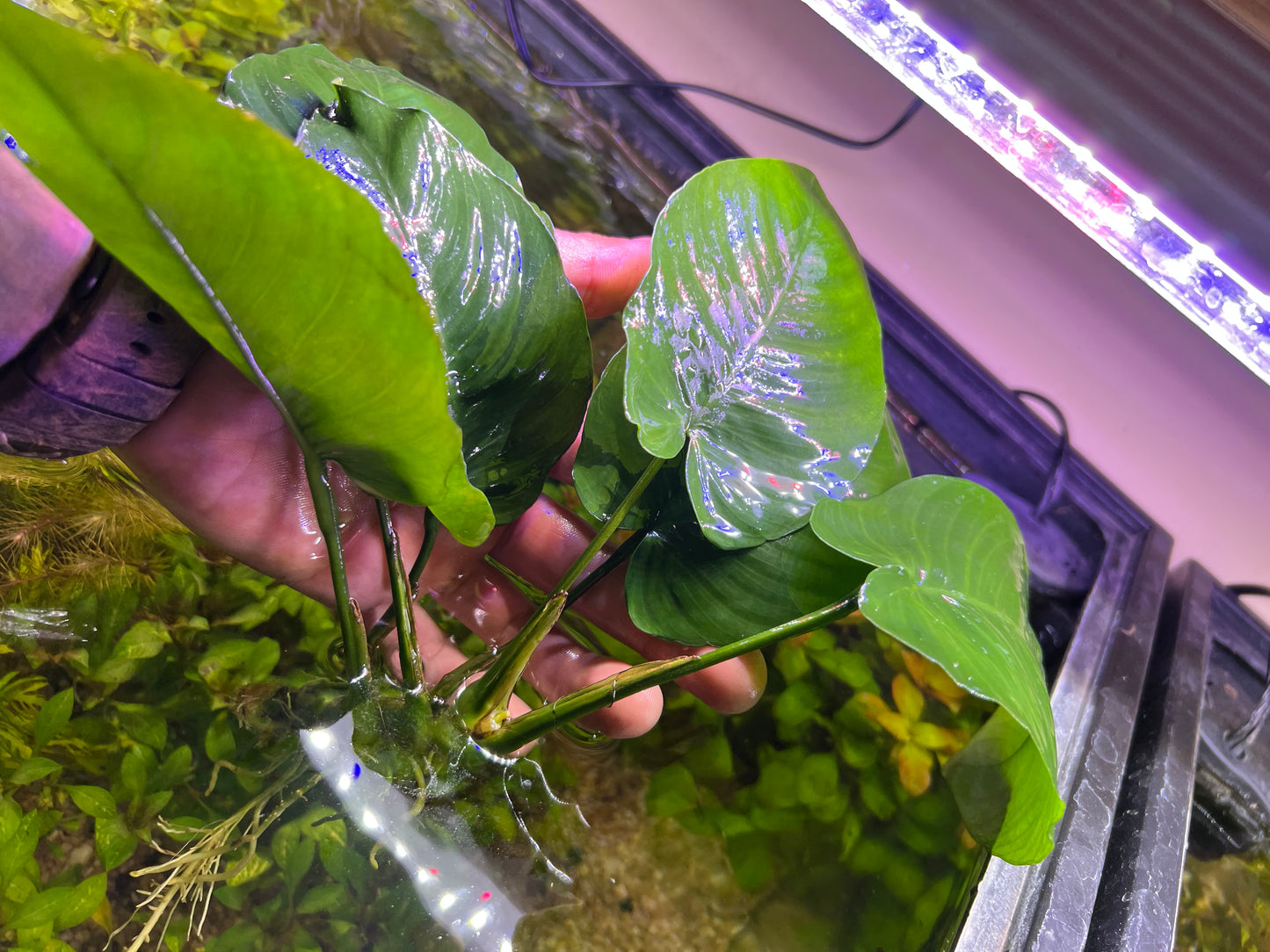 Anubias Barteri Broad Leaf