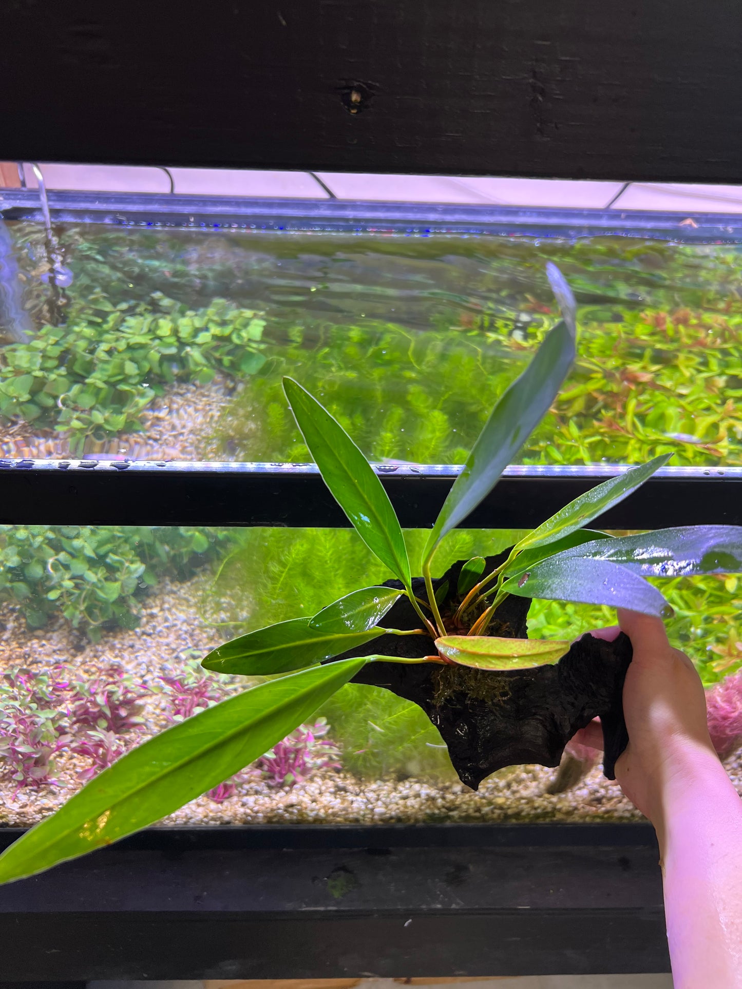 Anubias on driftwood