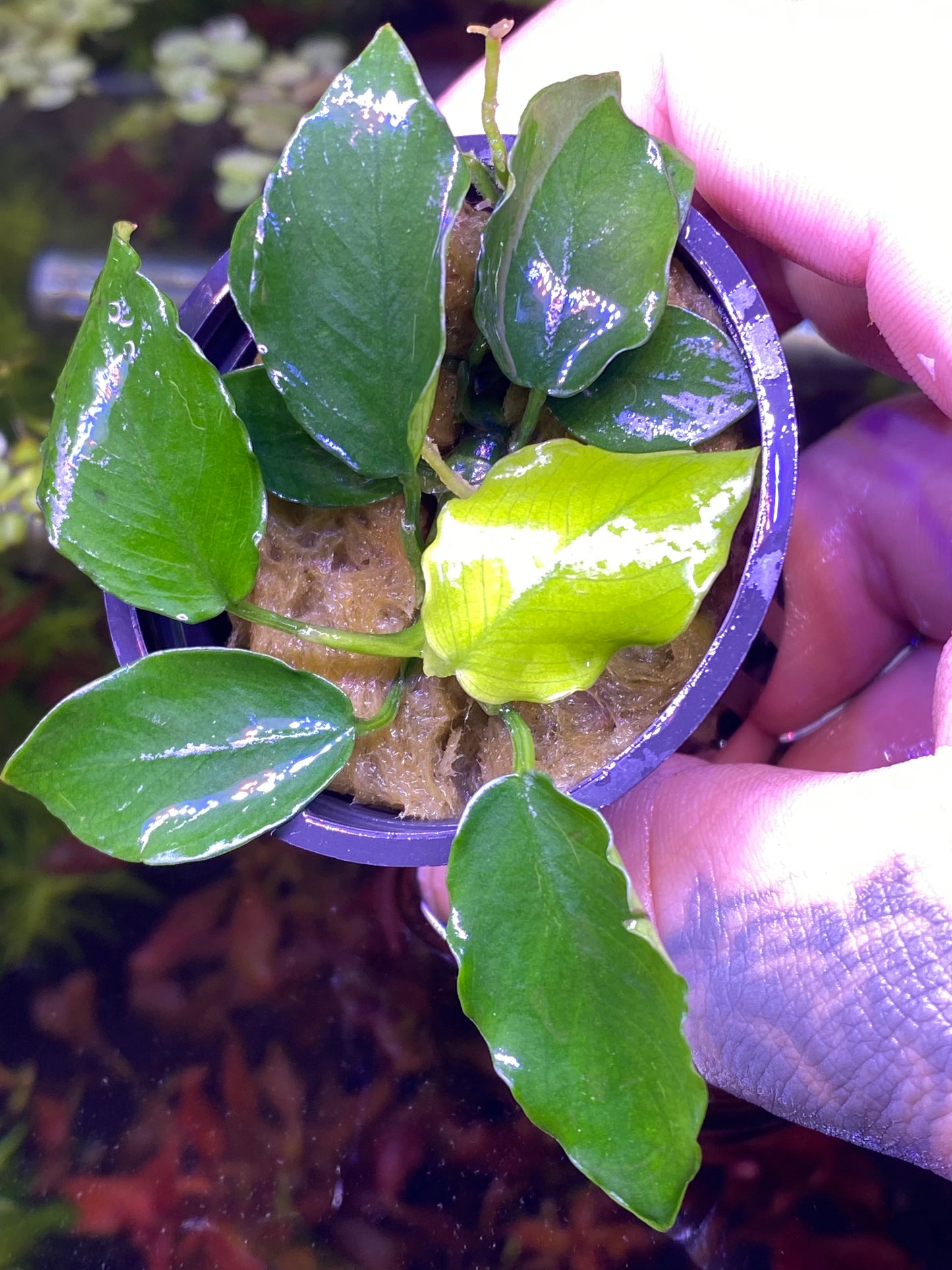 Anubias Nana “ Wavy”