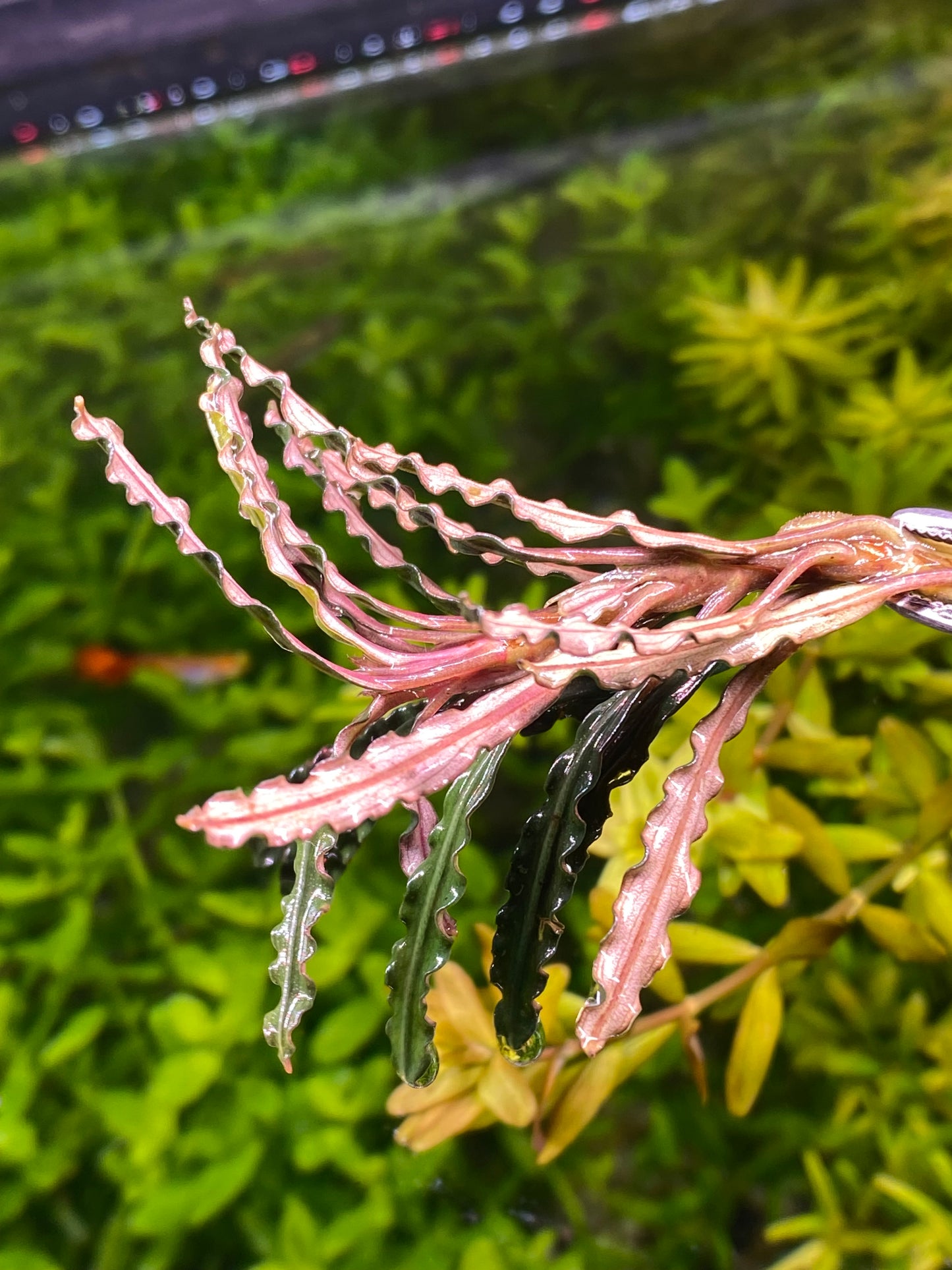 Bucephalandra red velvet