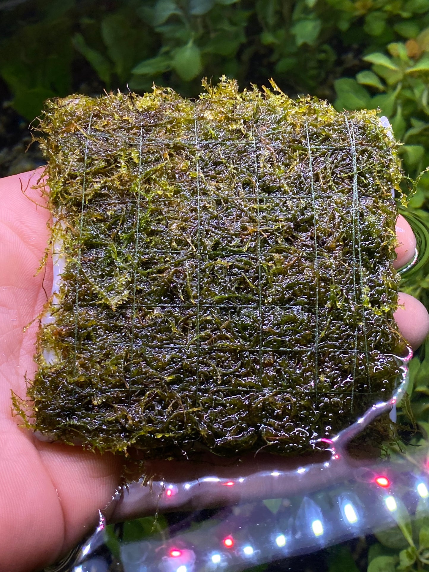 Java moss 3x3 matt