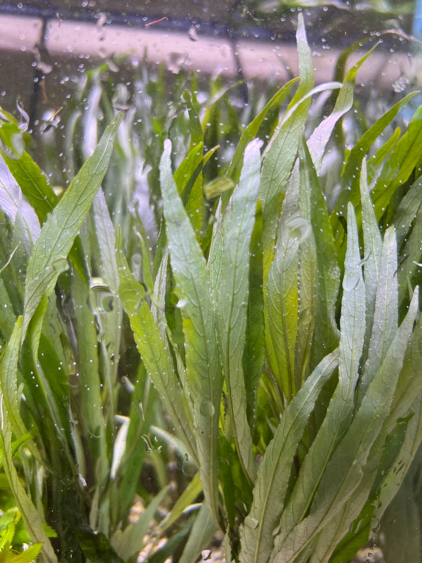 Hygrophilia lacustris