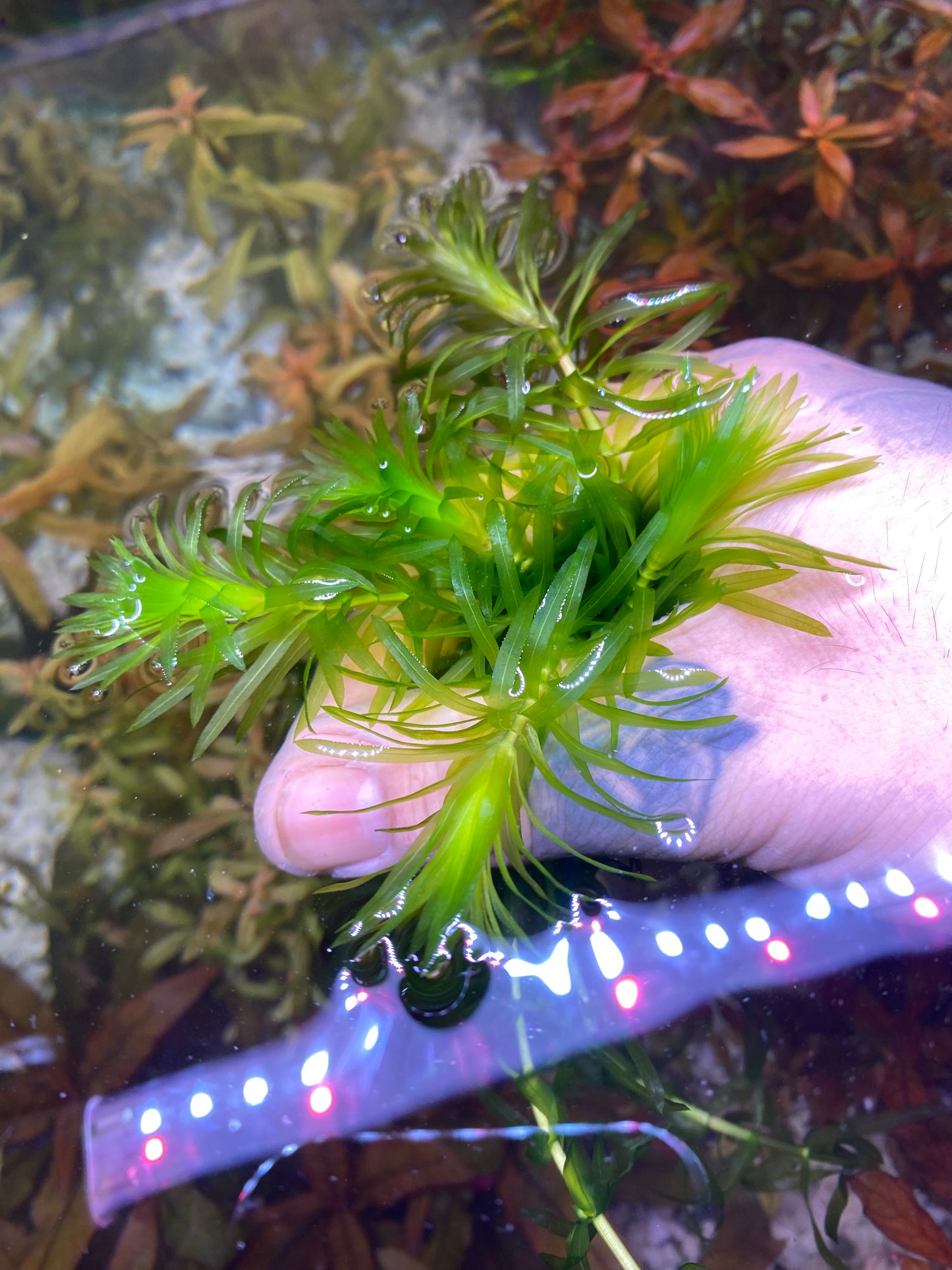 Anacharis Elodea