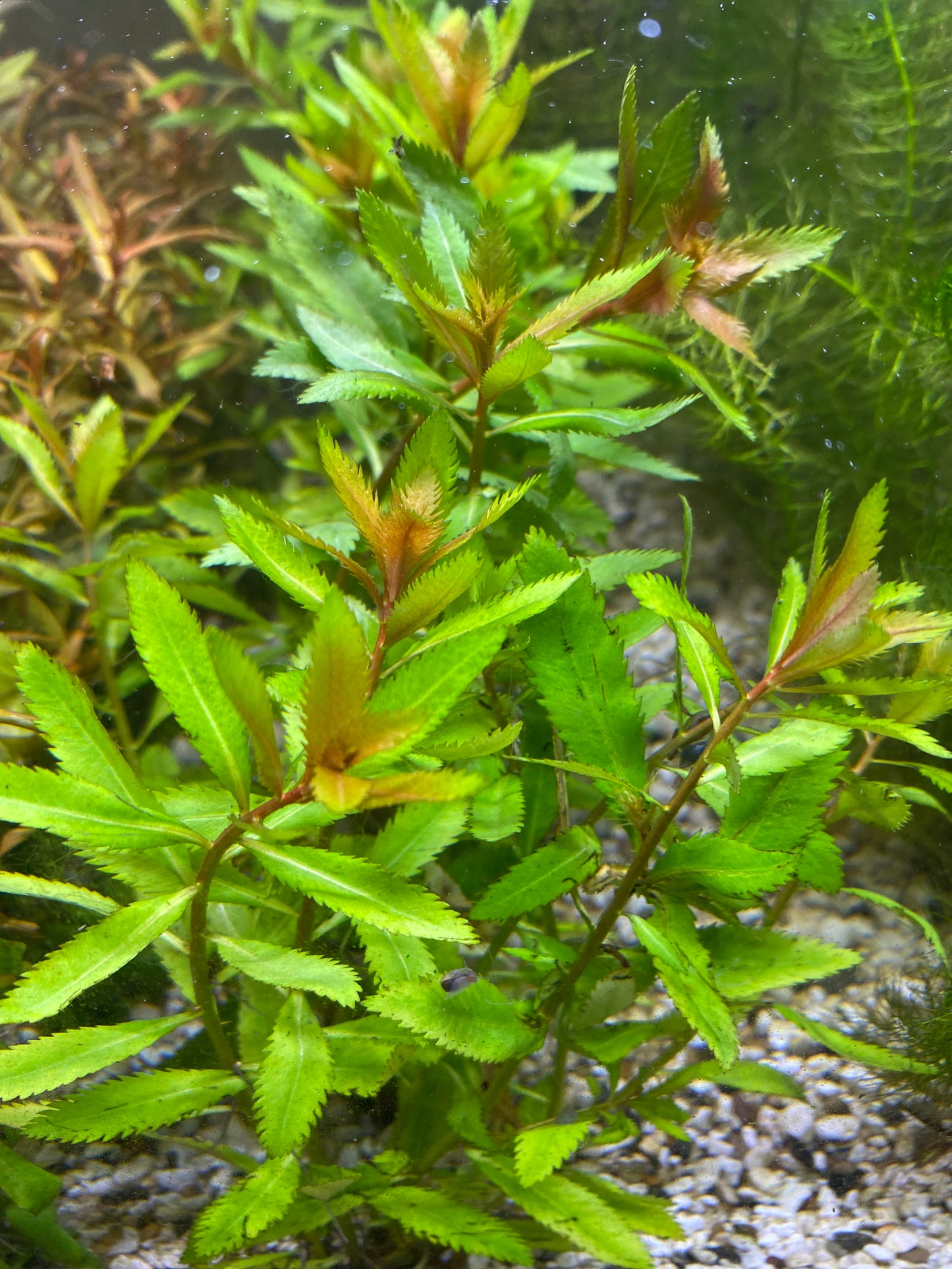Mermaid Weed