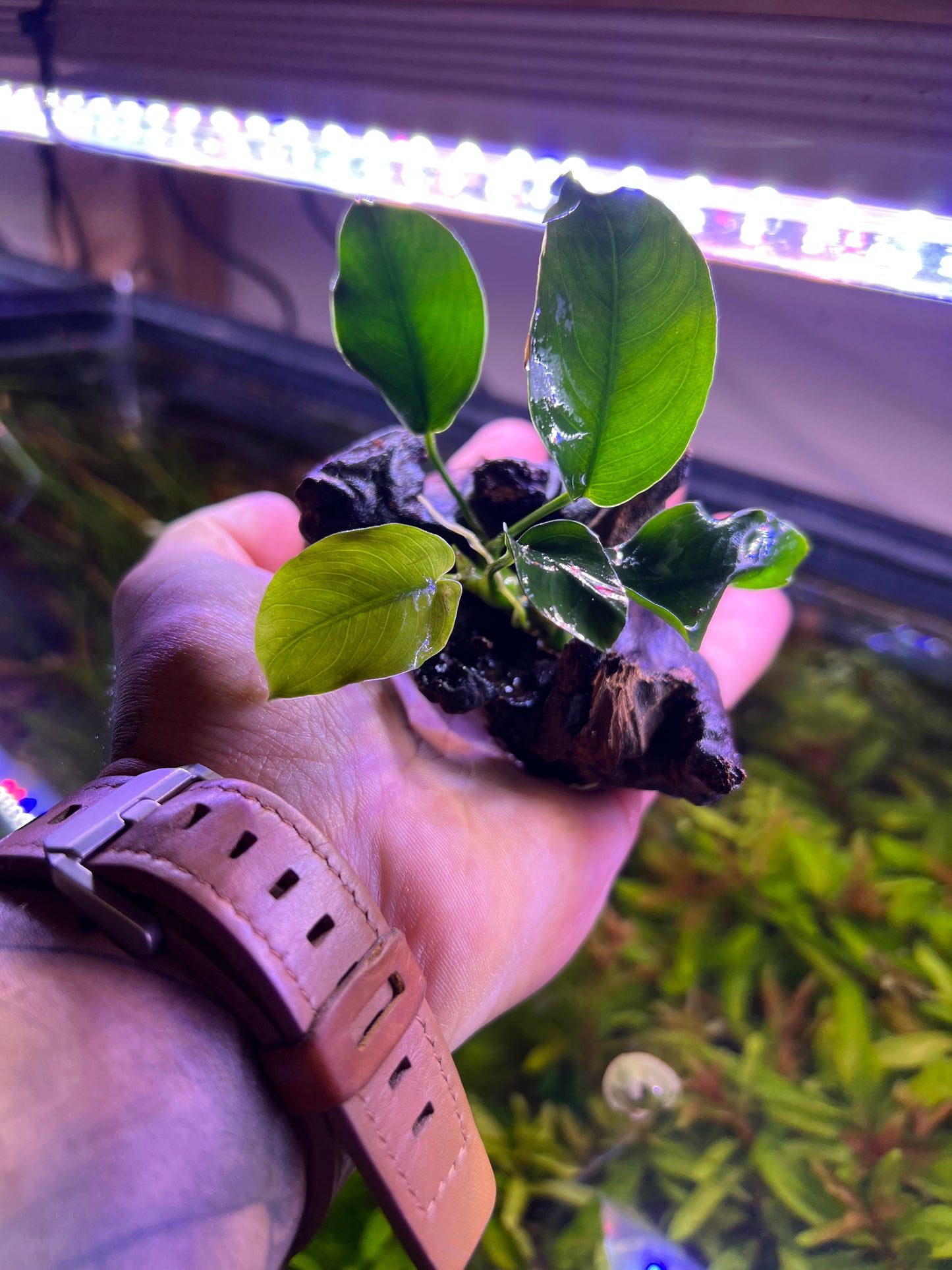 Anubias on driftwood