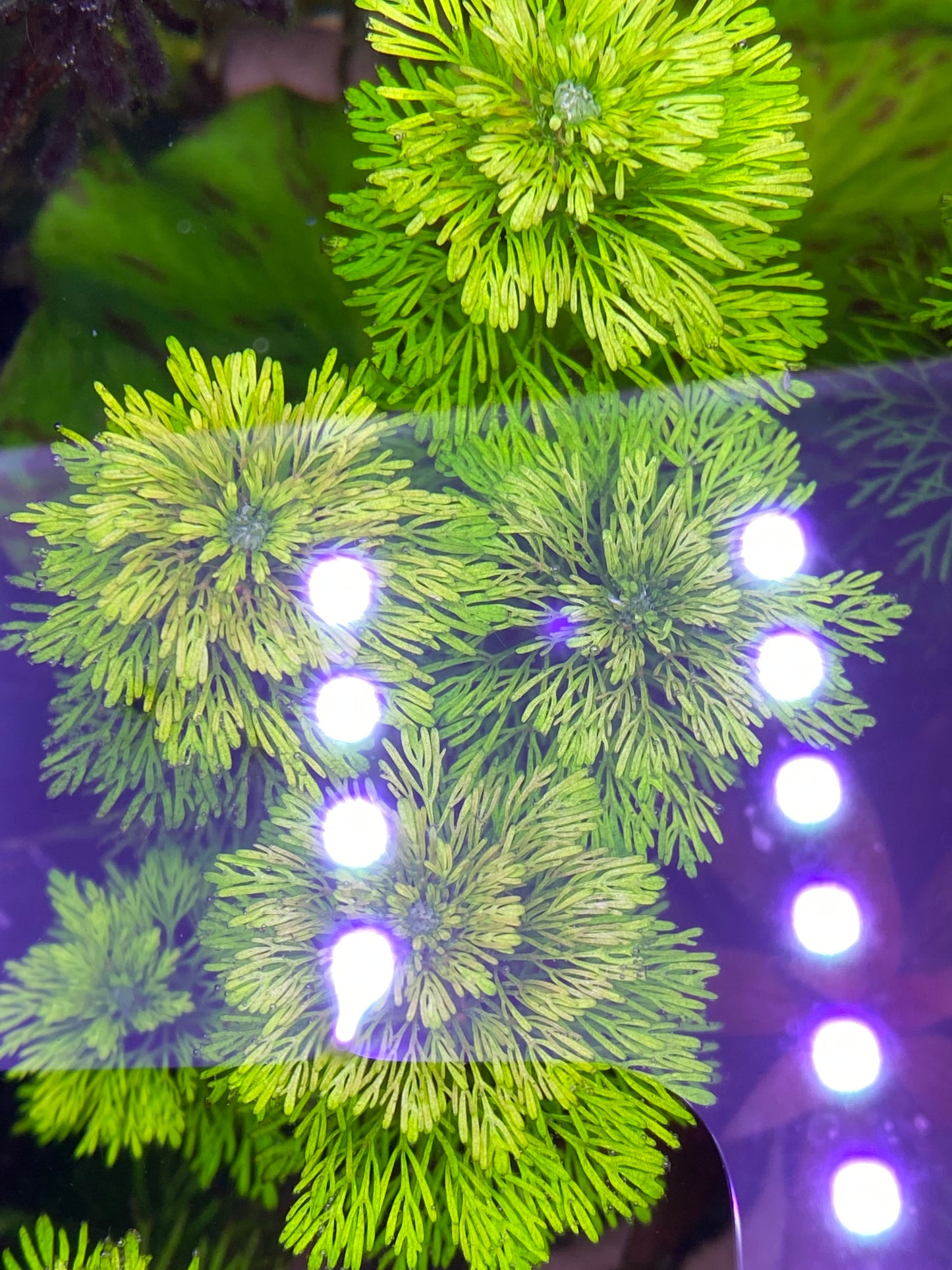 Ultimate Plant Starter Pack (Beginner-friendly)