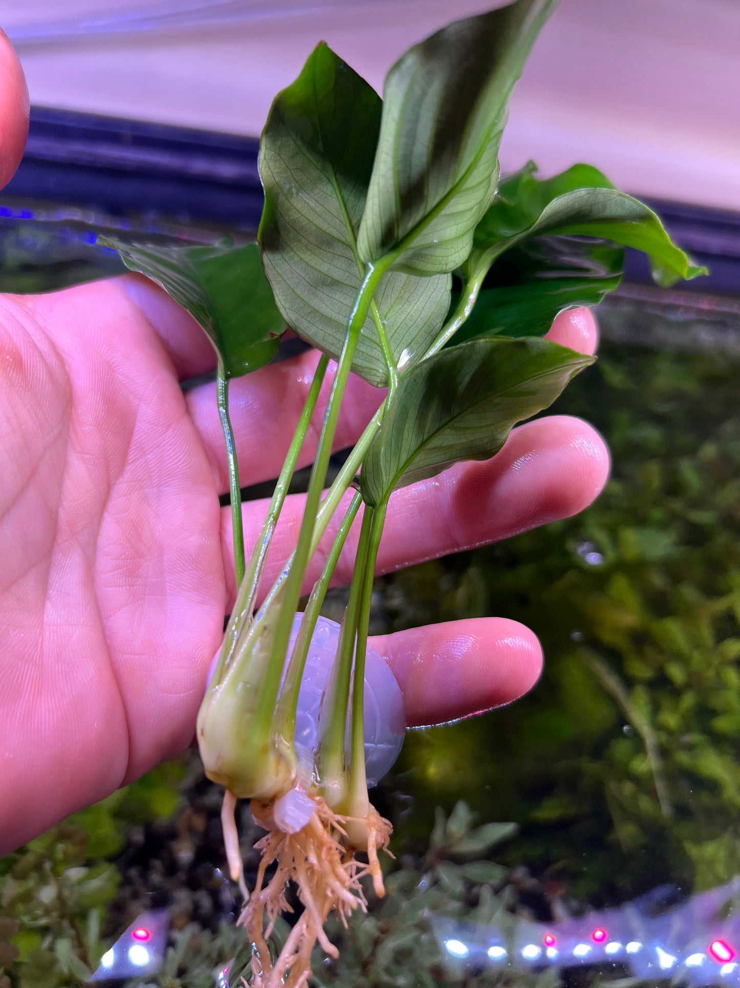 Anubias on suction cup