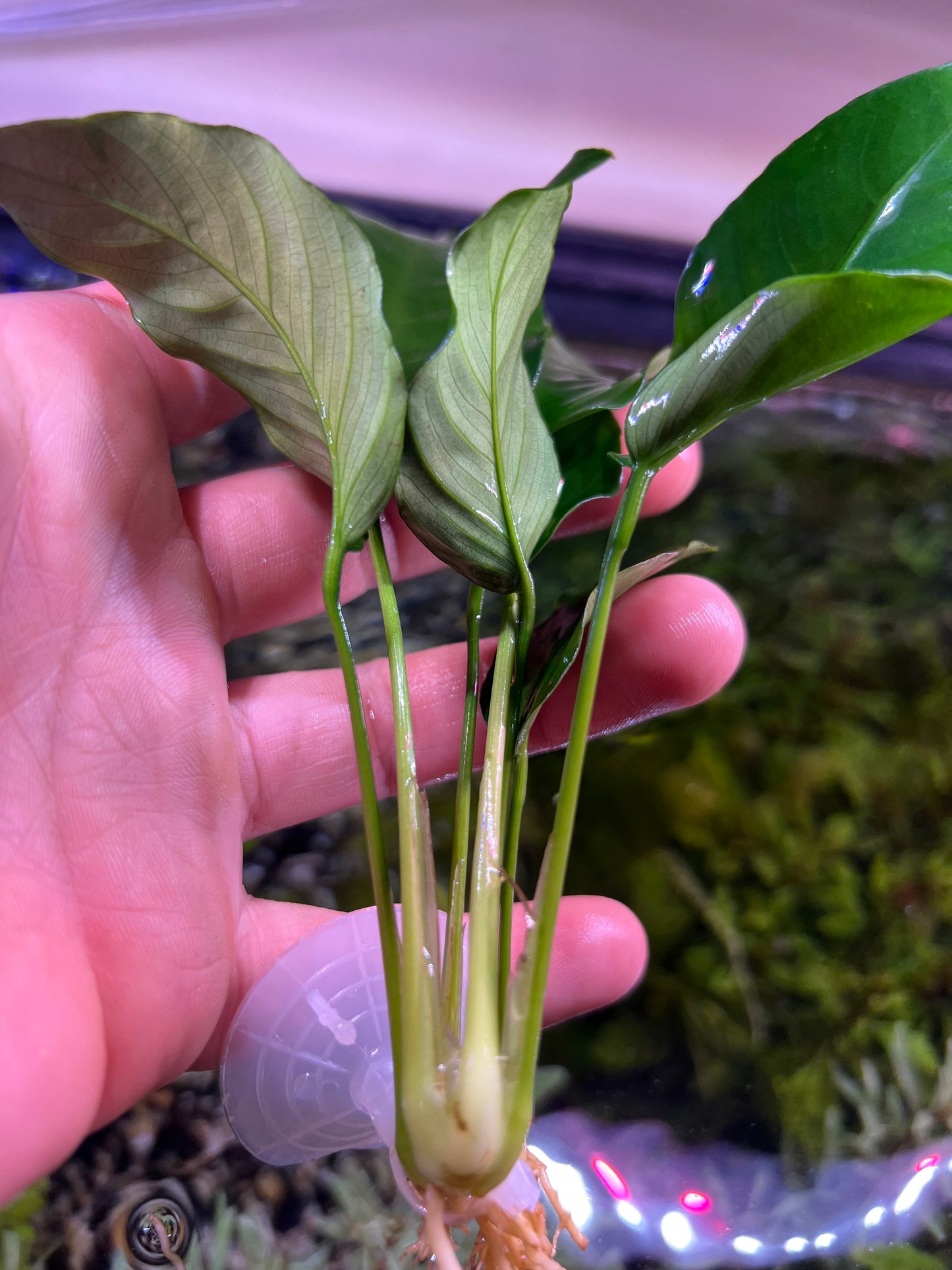 Anubias on suction cup