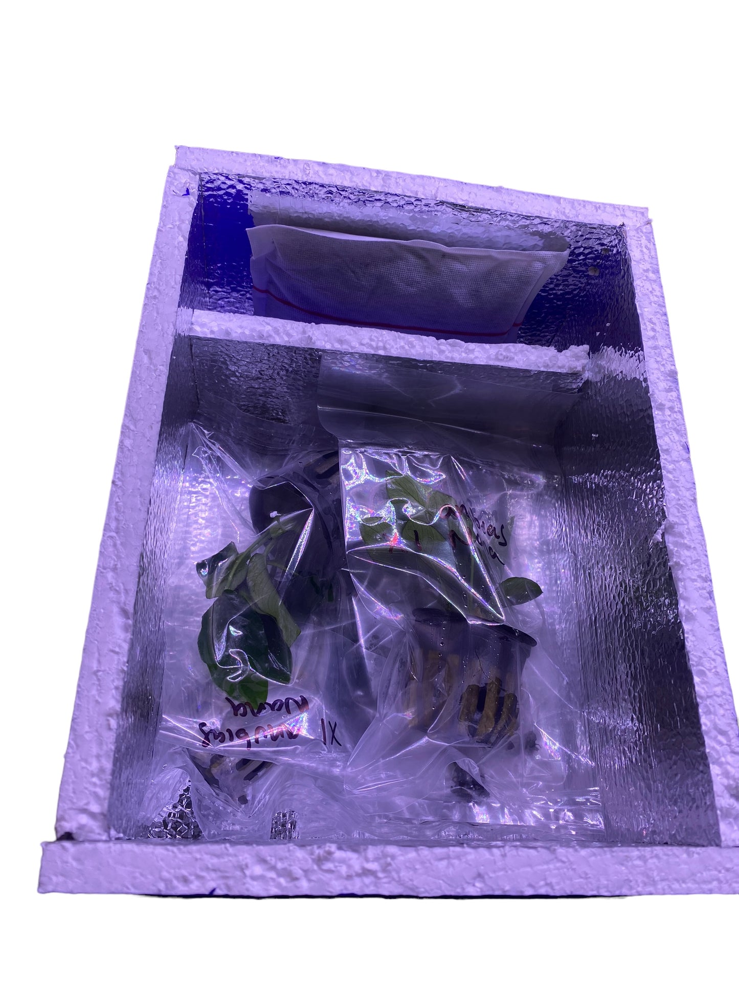 Insulated packaging + Heat pack