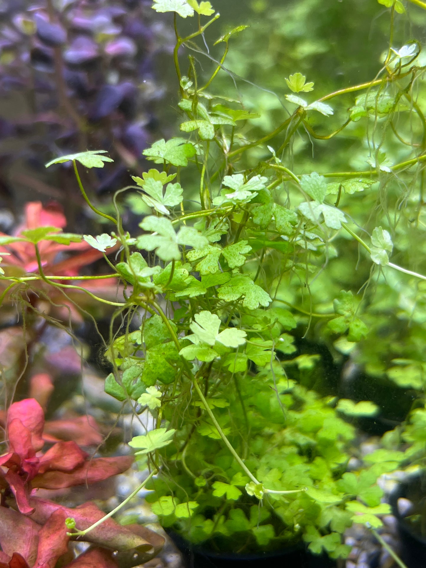 Hydrocotyle japan