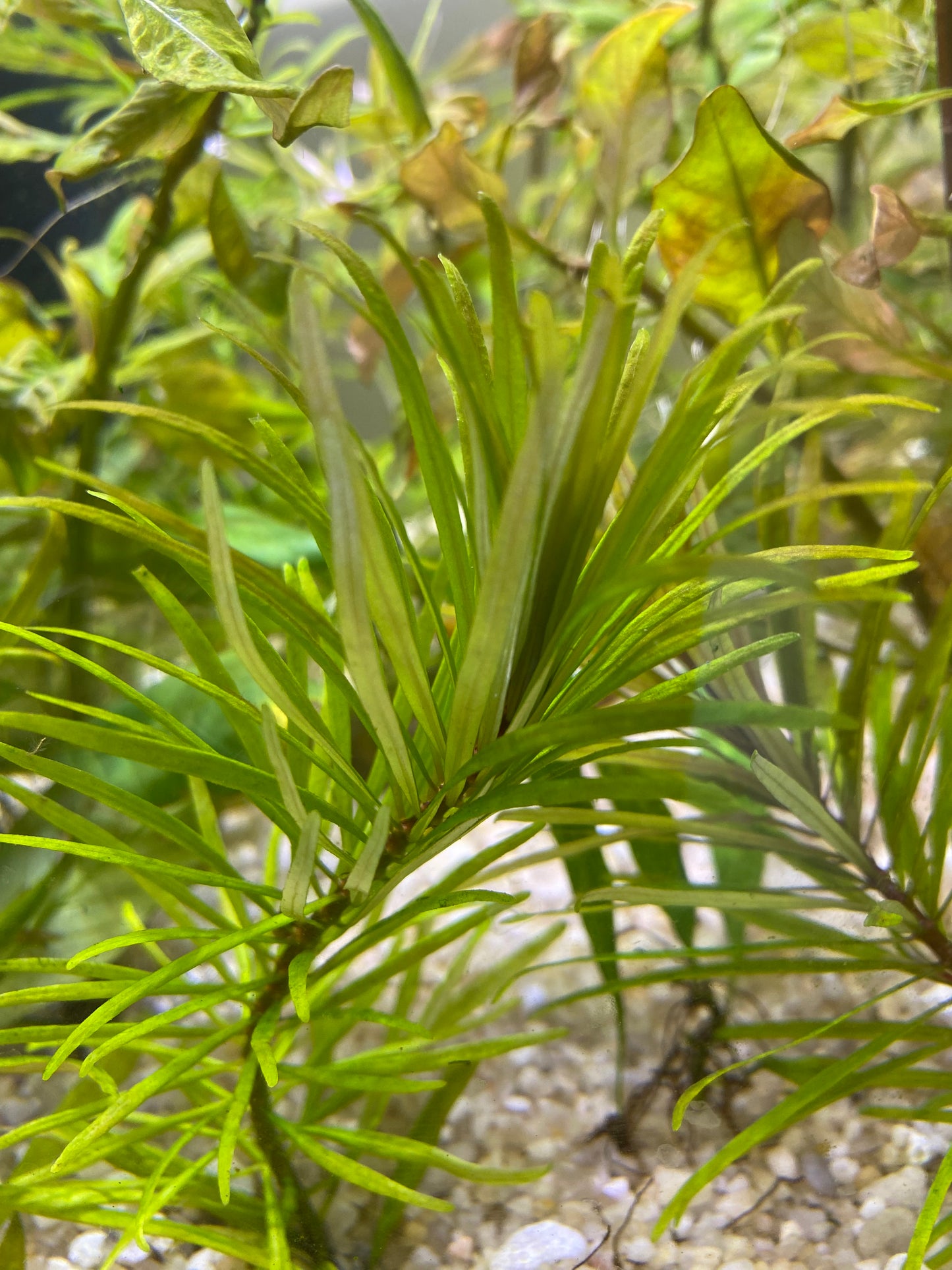 Ludwigia Inclinata “Cuba”