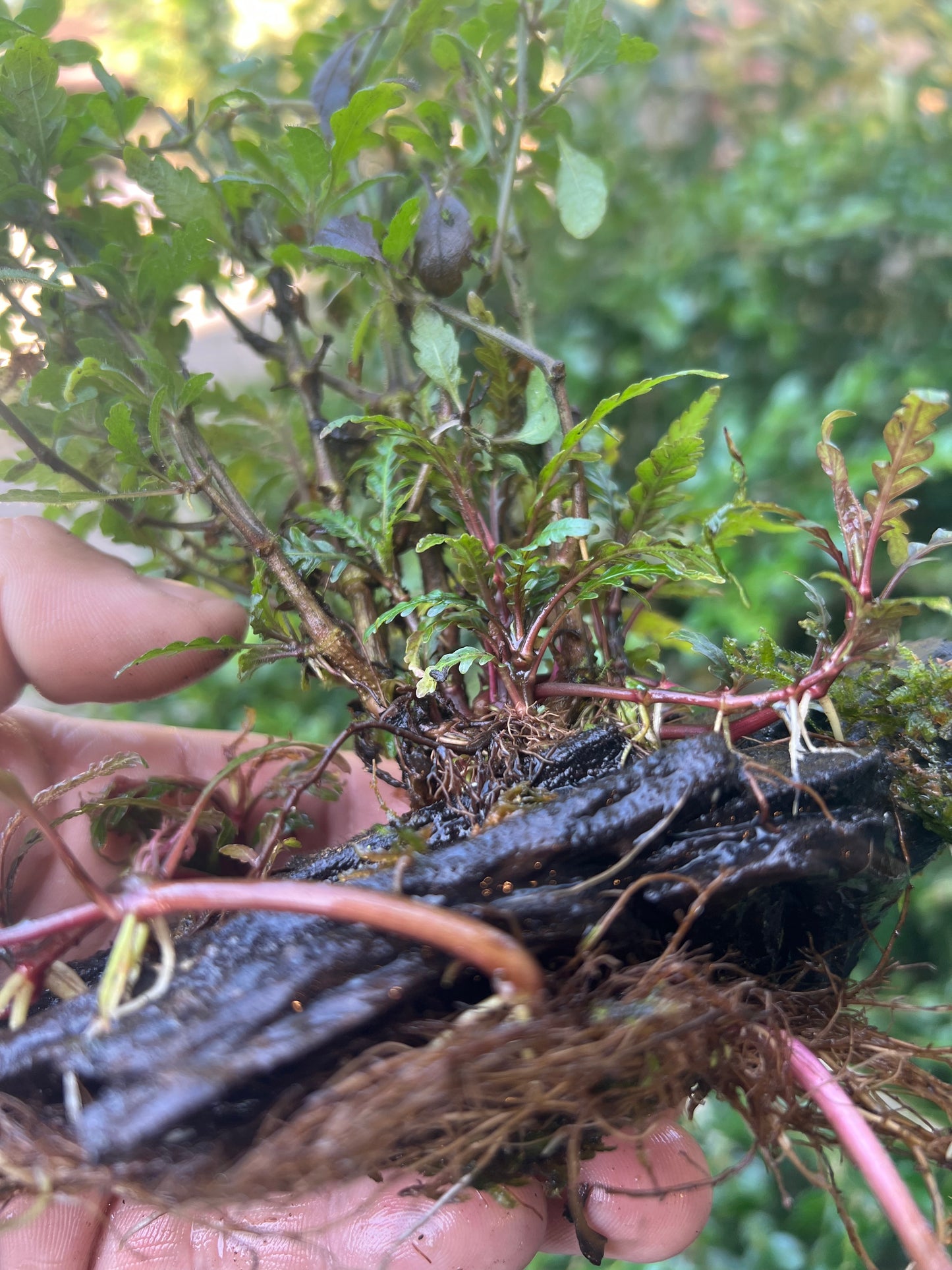 Hygrophila pinnatifida on driftwood