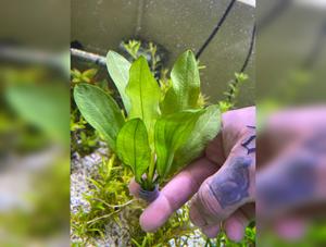 Echinodorus Major; Ruffle sword