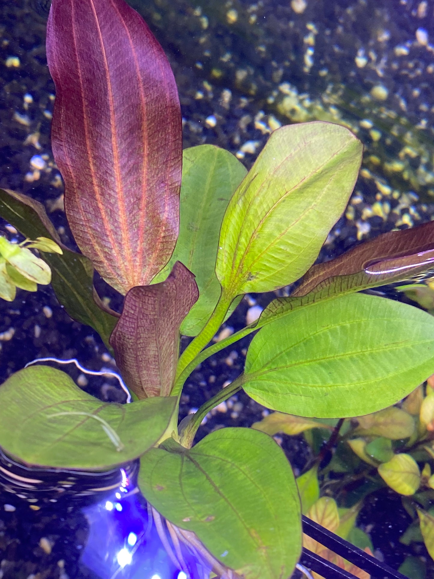 Echinodorus “Fancy Twist”