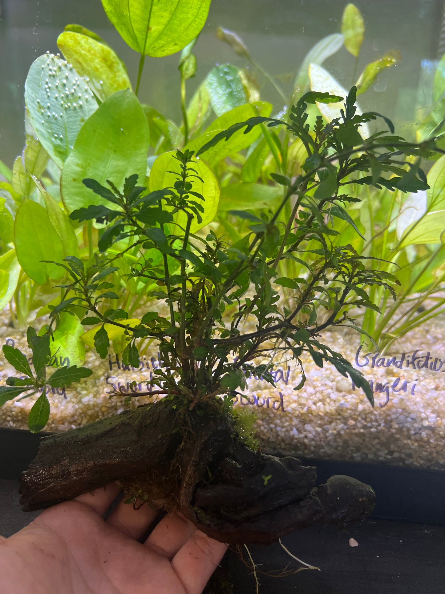 Hygrophila pinnatifida on driftwood