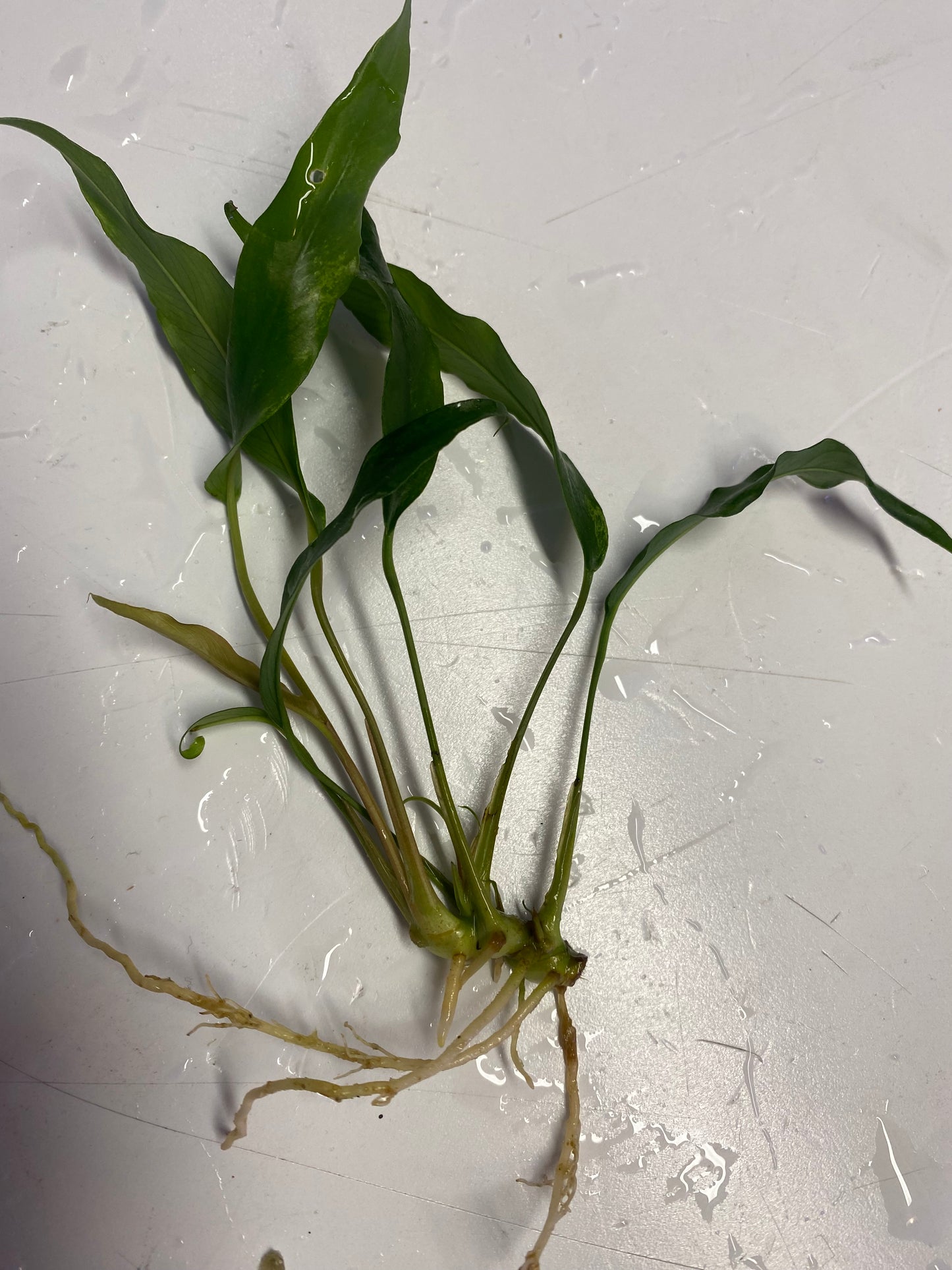 Anubias Minima Variegated