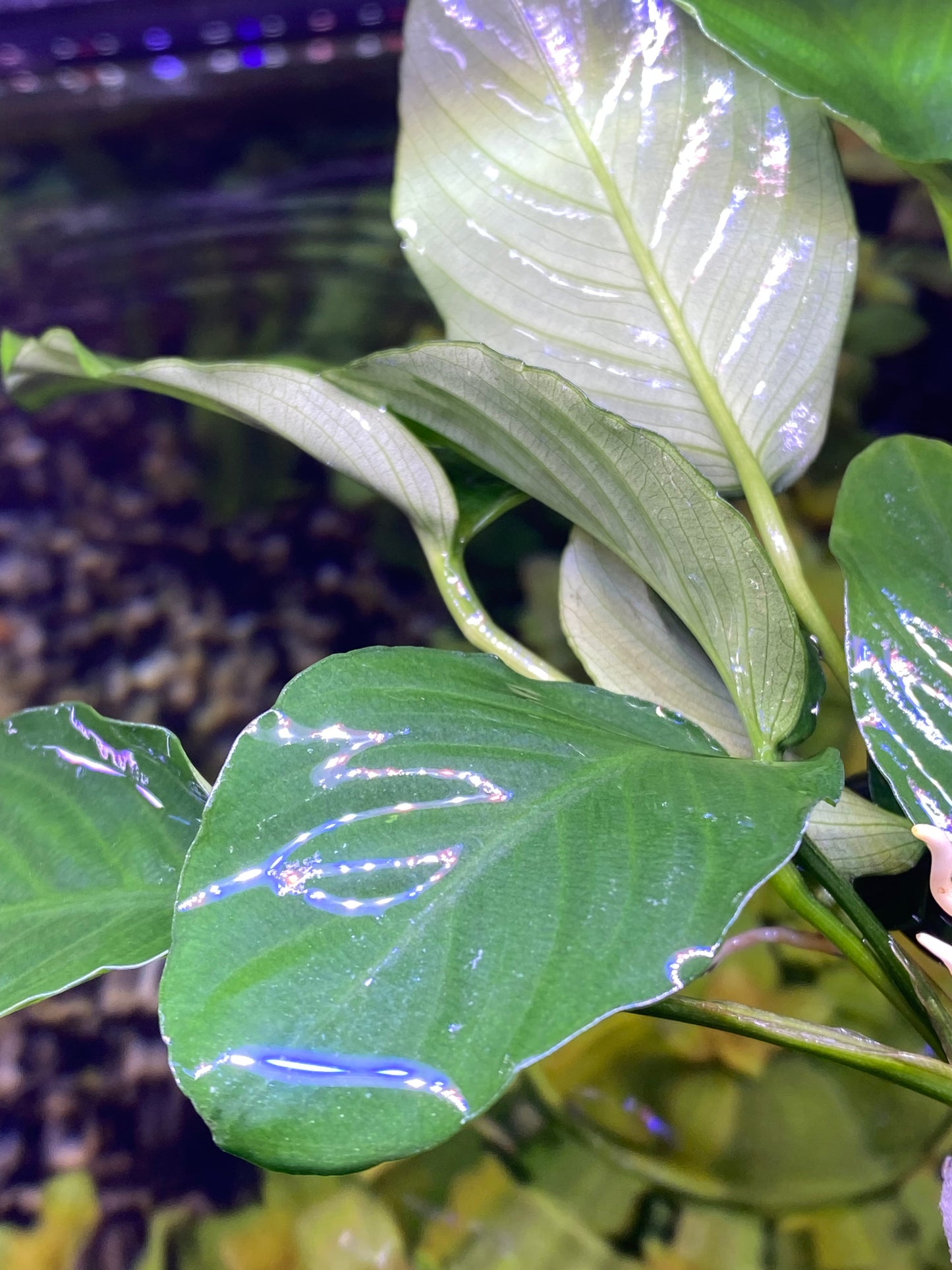 Anubias Barteri “Wrinkled”