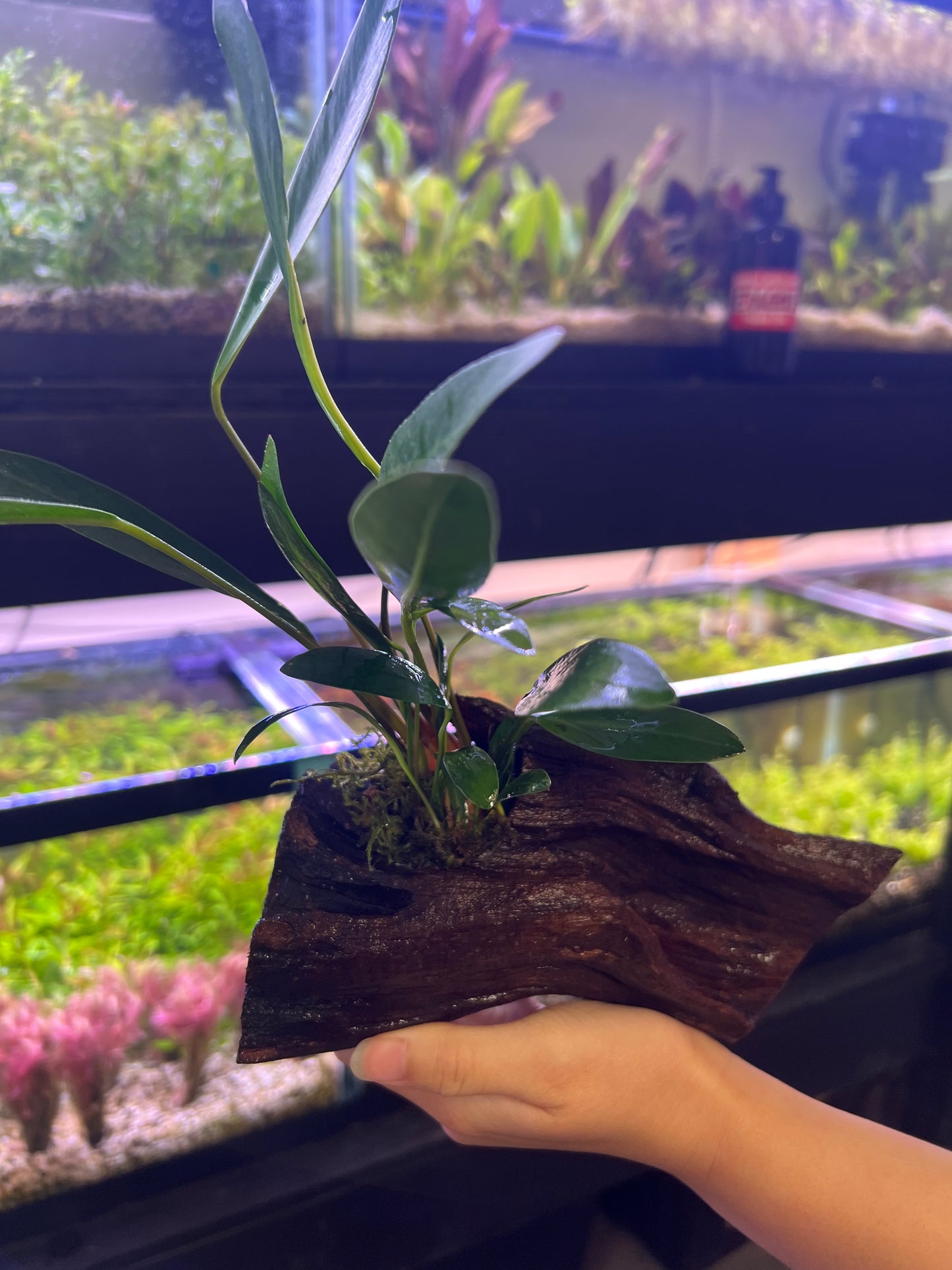 Anubias on driftwood