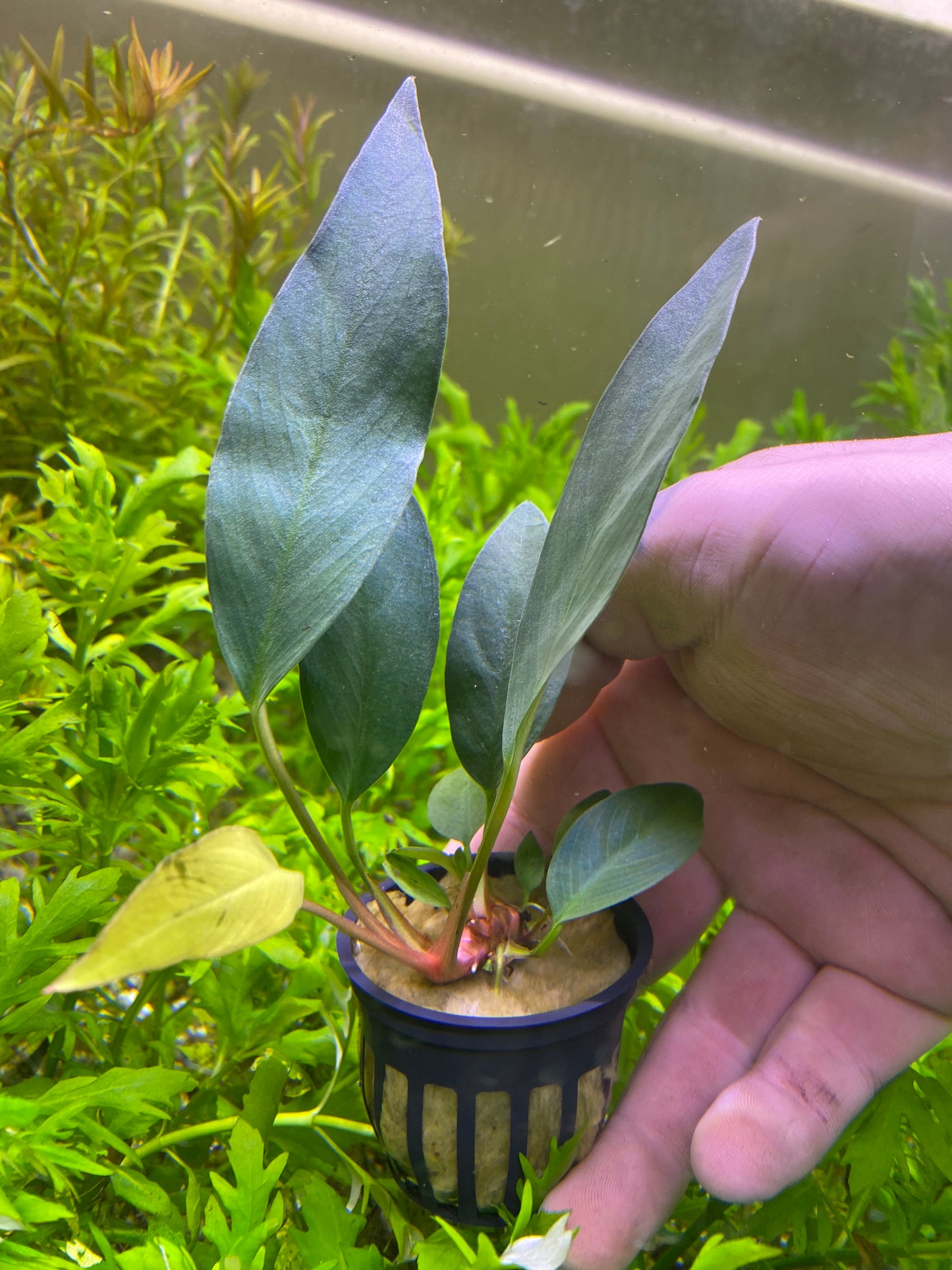Anubias Frazeri