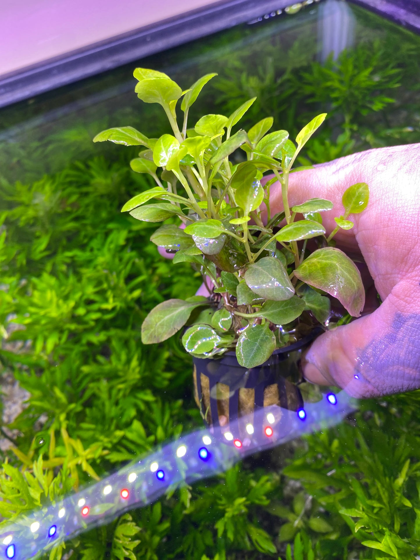 Lobelia Cardinalis (Potted)