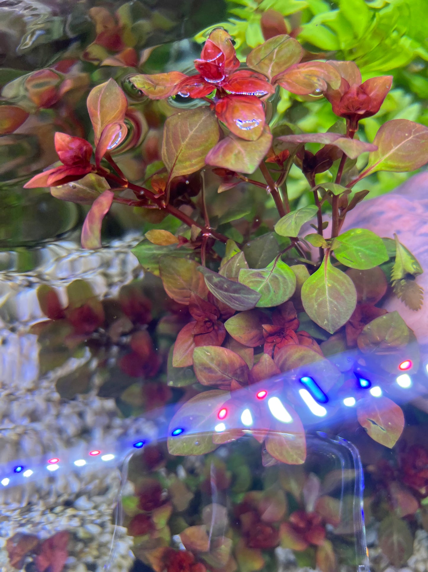 Ludwigia Super Red "mini"