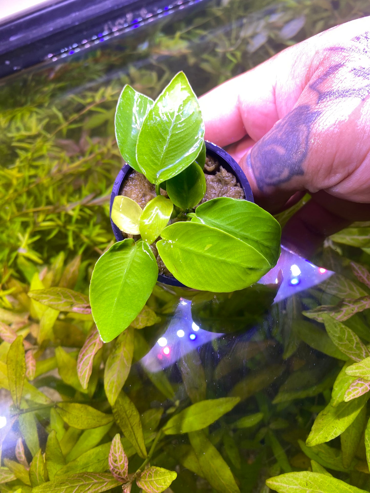 Anubias Gold Coin ‘Nana’