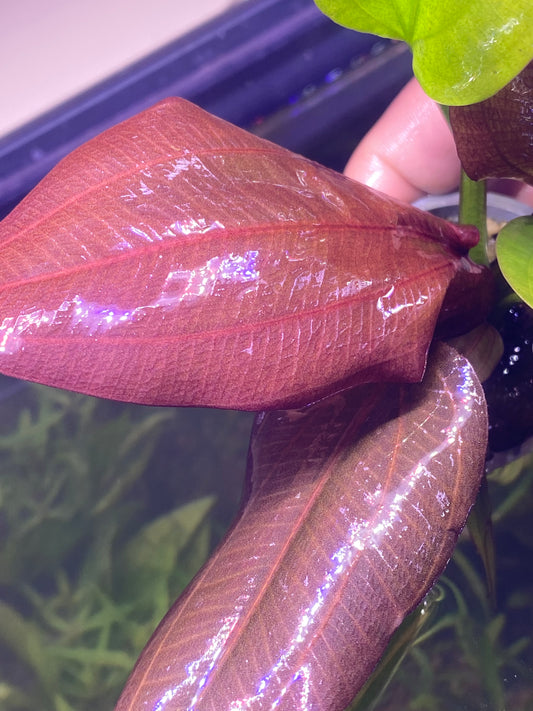 Echinodorus “Fancy Twist”