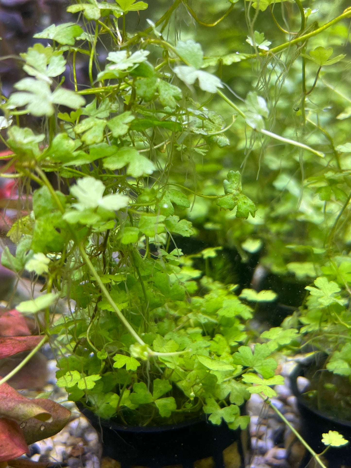 Hydrocotyle japan