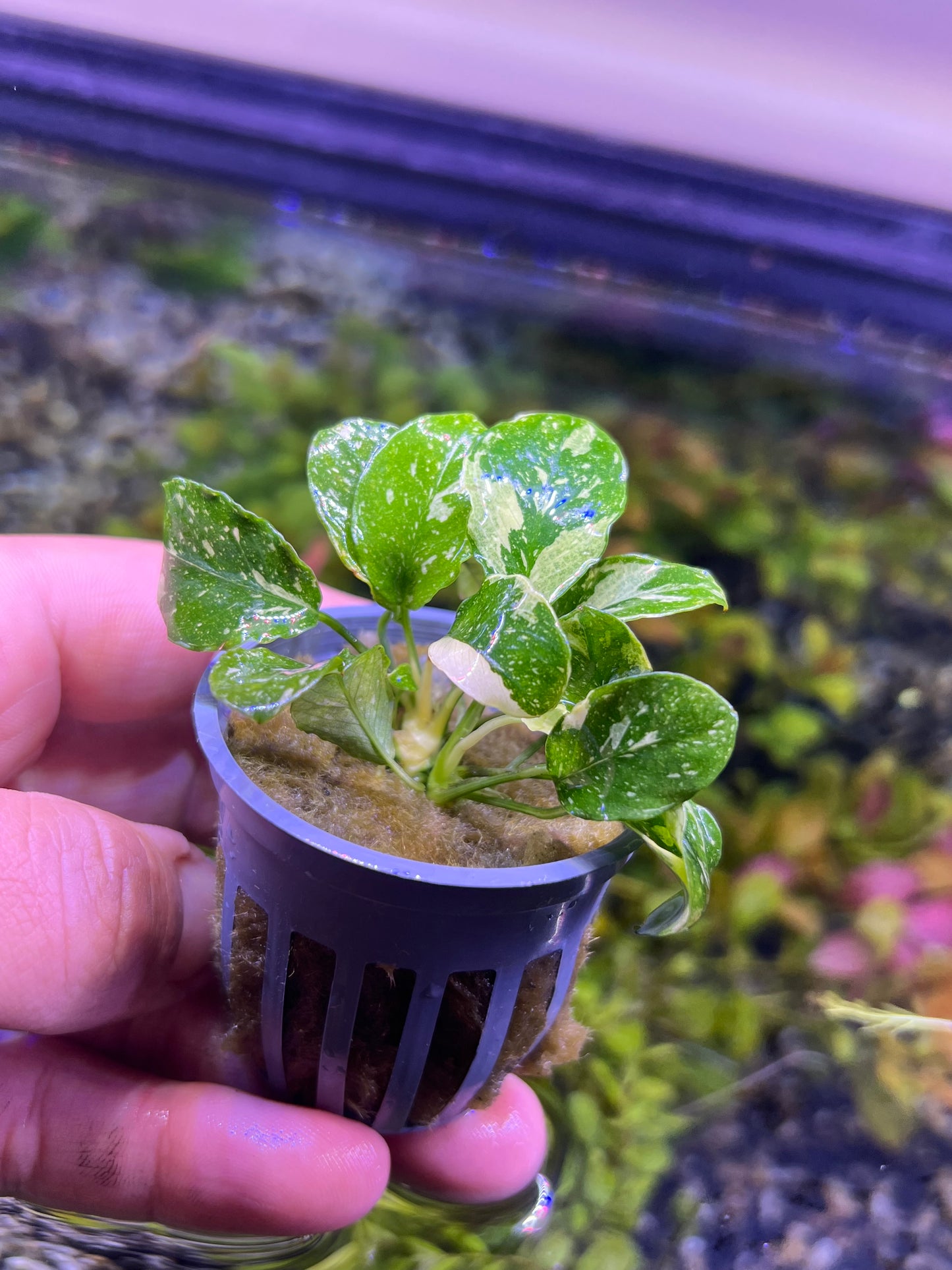 Anubias nana “Pinto”
