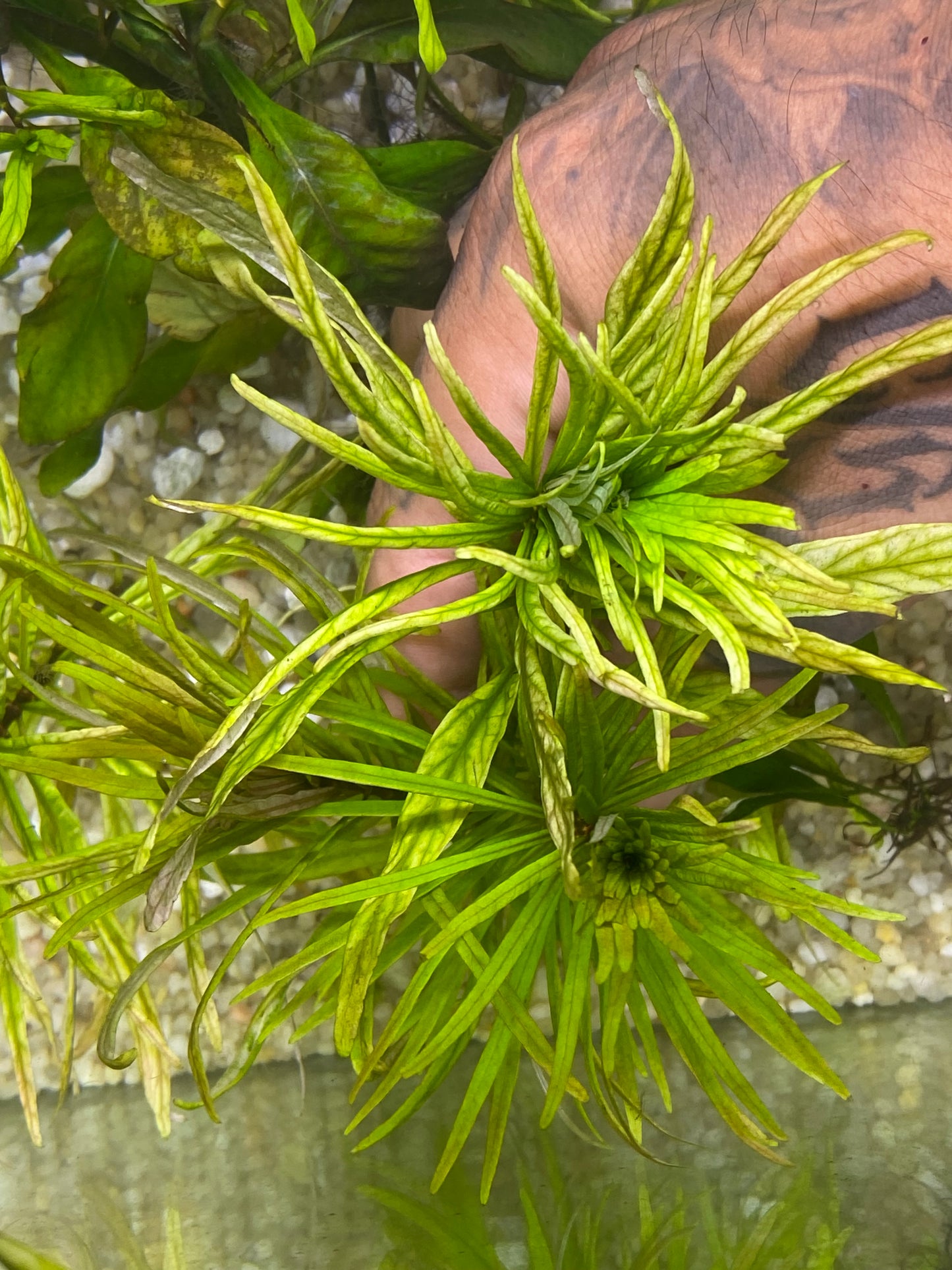 Ludwigia Inclinata “Cuba”