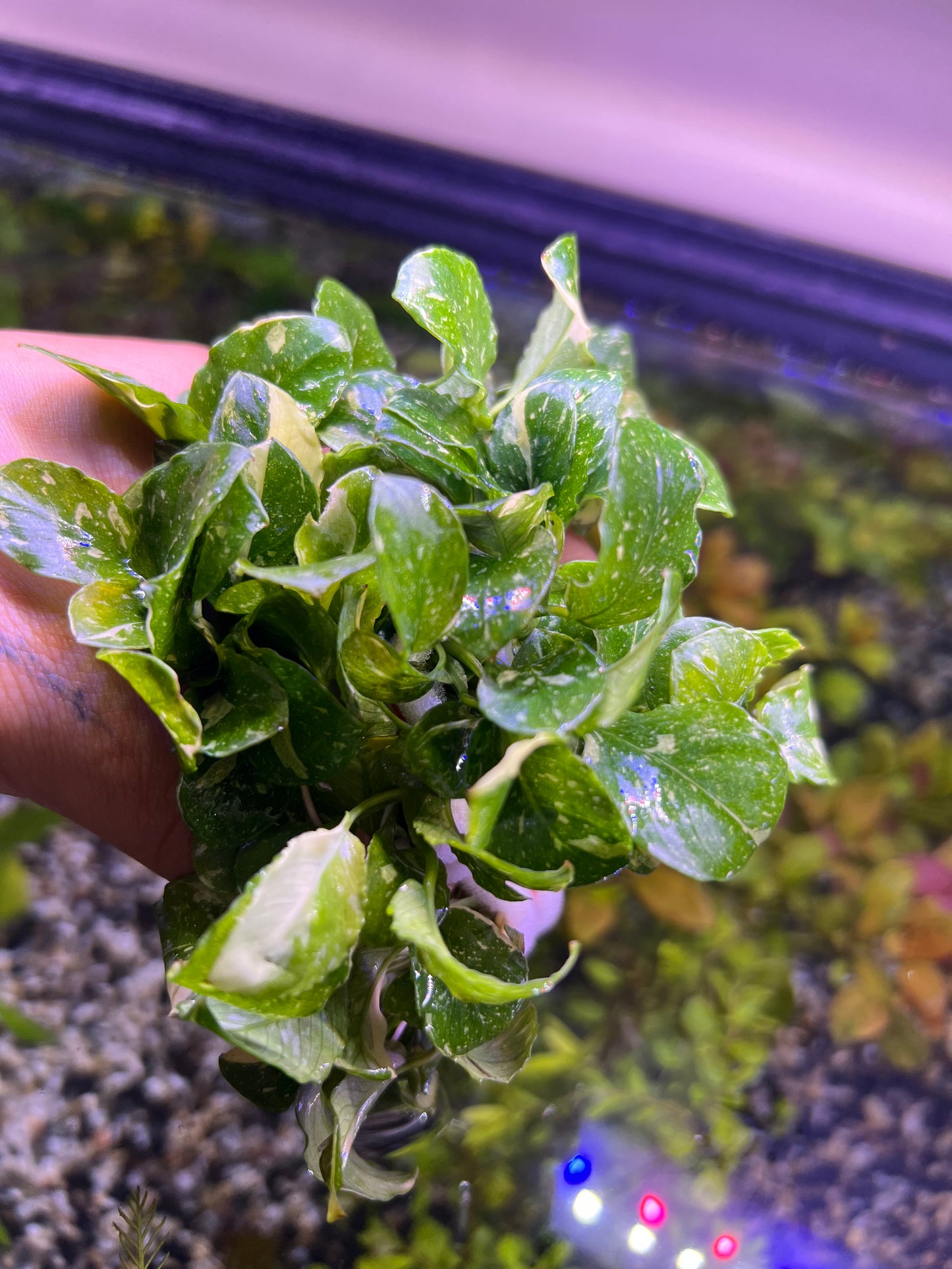 Anubias nana “Pinto”
