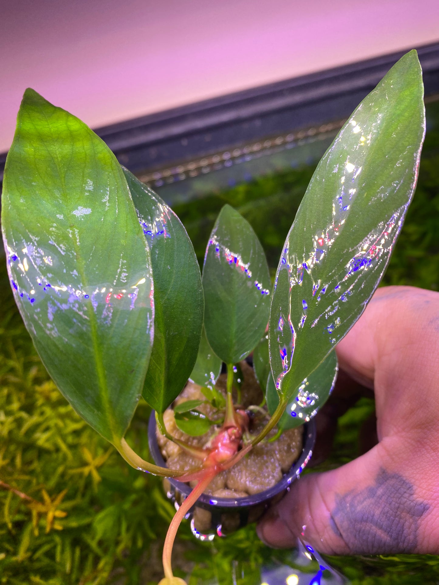Anubias Frazeri